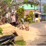 Diduga Atas Perintah Kades Bedali, Pohon Produktif di TPU Lawang Ditebang, Bahu Jalan Dipenuhi Kayu Palet Hingga Rugikan Warga