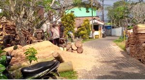 Diduga Atas Perintah Kades Bedali, Pohon Produktif di TPU Lawang Ditebang, Bahu Jalan Dipenuhi Kayu Palet Hingga Rugikan Warga